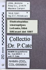 Etikett zu Chalcolepidius lacordairii (Candèze, 1857)